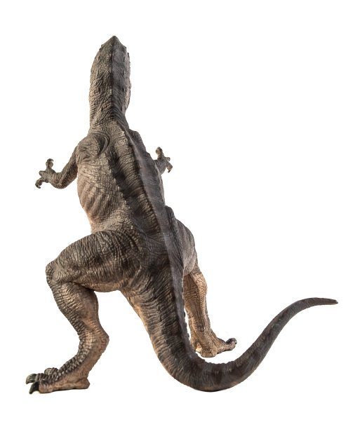 南方巨兽龙，白色背景的恐龙。剪切路径图片下载