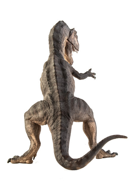 南方巨兽龙，白色背景的恐龙。剪切路径图片下载