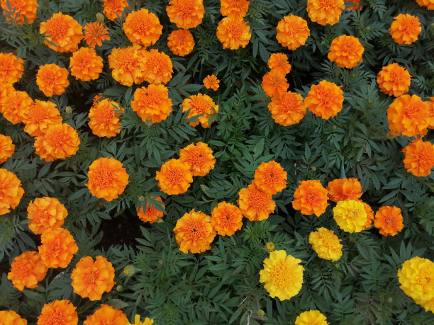 万寿菊或金盏花图片下载