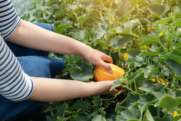 东方西瓜温室图片下载