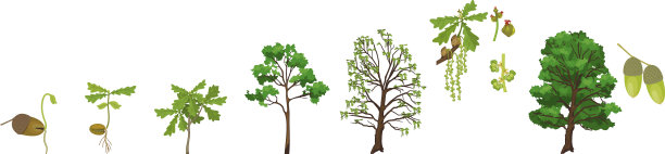 具有物候期的橡树的生命周期。生长阶段从橡子和芽到老树孤立在白色背景图片下载