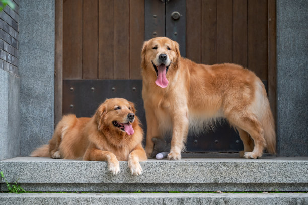 两只金毛猎犬守在门口图片下载