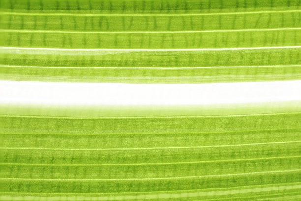 绿叶的全帧镜头。树叶的纹理和图案。图片下载