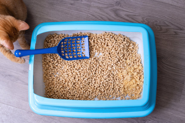 托盘与填料，勺子和猫的特写图片下载