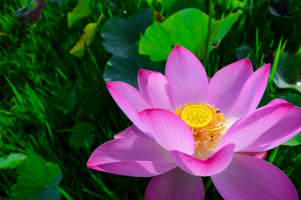 荷花盛开在池塘里图片下载