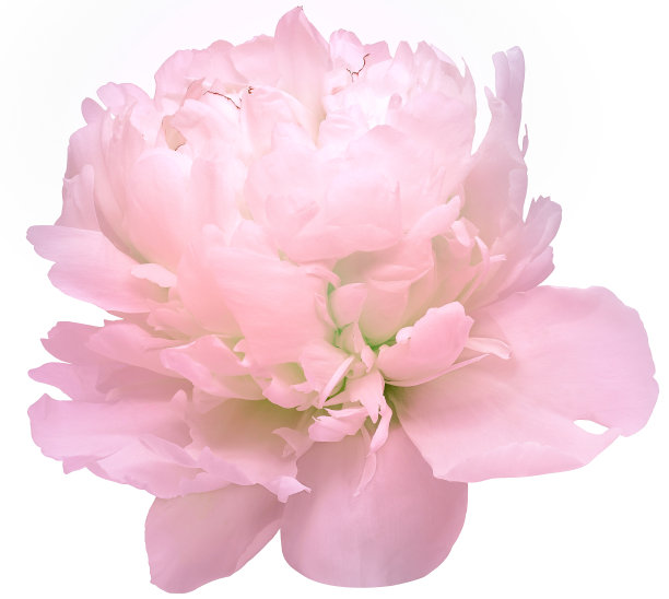 粉红色牡丹花在白色孤立的背景与修剪路径。特写镜头。为设计。大自然。图片下载