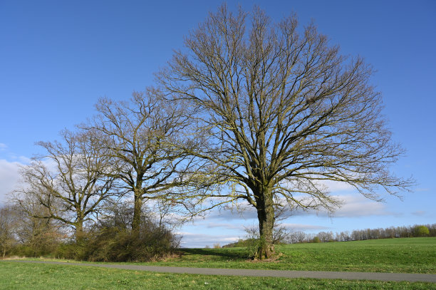 树木在春天图片下载