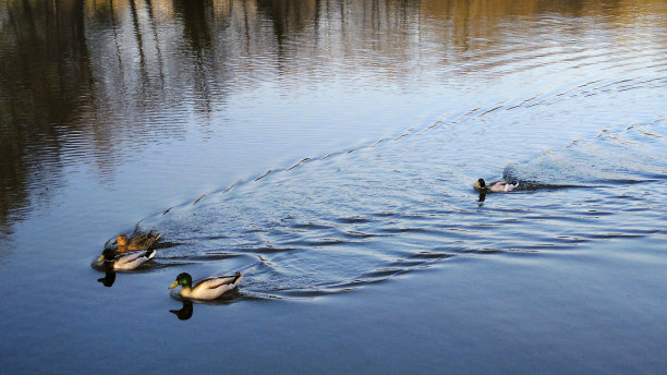花园池塘里有鸭子在游泳，黄昏时树林倒影。图片下载