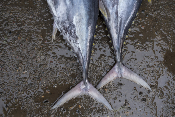 黄色鳍的特写图片下载