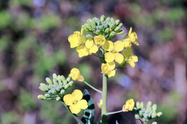 一种生长在草地上开黄花的植物图片下载