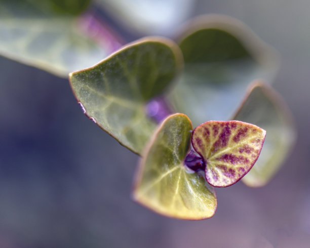 树叶的近景微距照片。图片下载