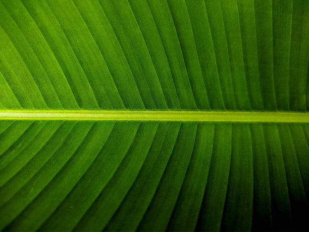 香蕉叶表面纹理图片下载