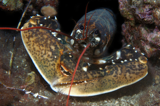 一只水下龙虾的特写。图片下载