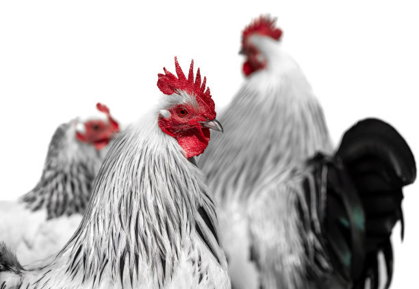 靠近美丽的公鸡在前面模糊鸡孤立在白色背景图片下载