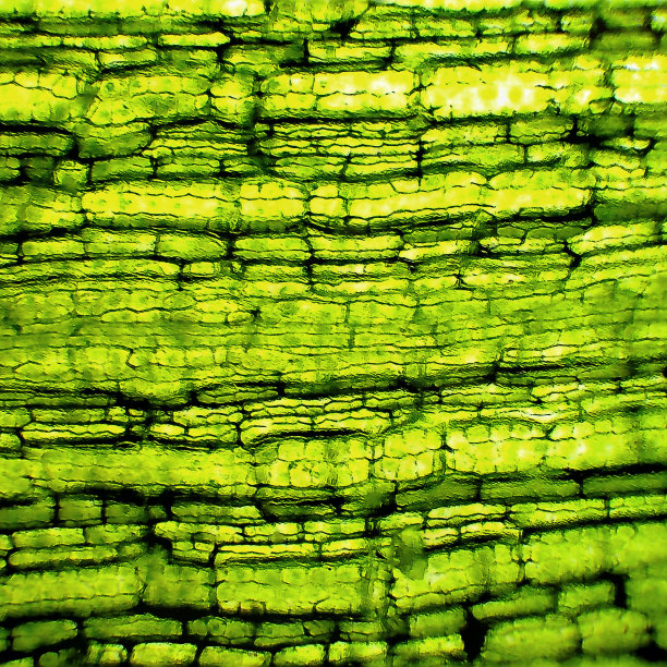 水生植物细胞的质地图片下载