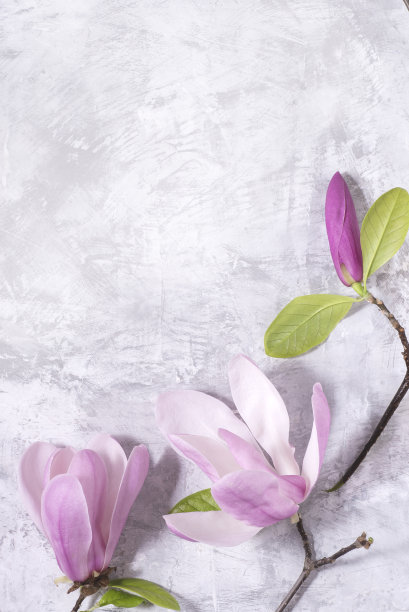 木兰春极简静物。美丽的粉红色木兰花在灰色混凝土纹理的背景图片下载