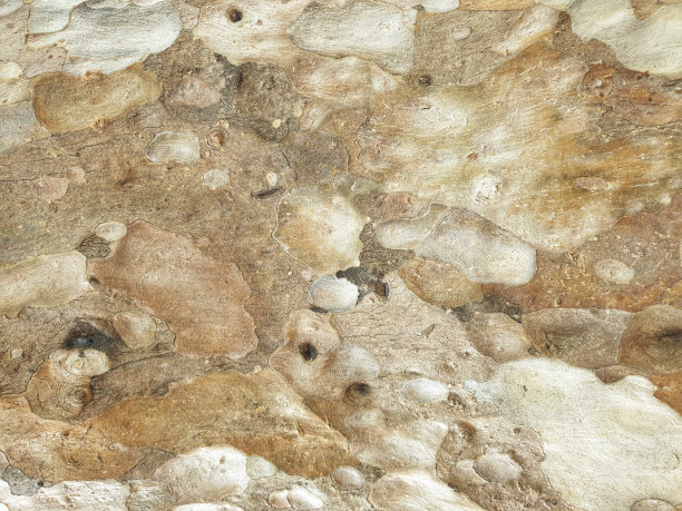 树皮纹理。图片下载