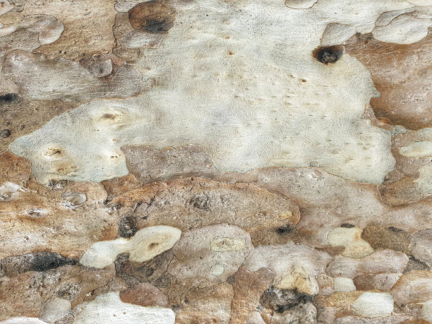 树皮纹理。图片下载