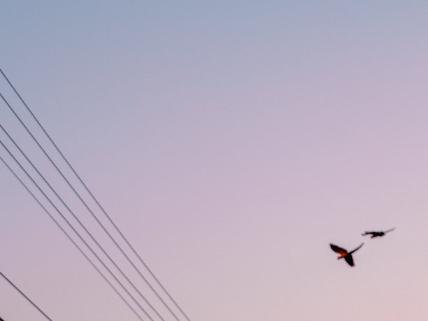 鸽子的黑白和彩色照片，在电缆上，飞行和人行道上图片下载