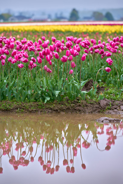 泥田斯卡吉特谷郁金香垂直图片下载