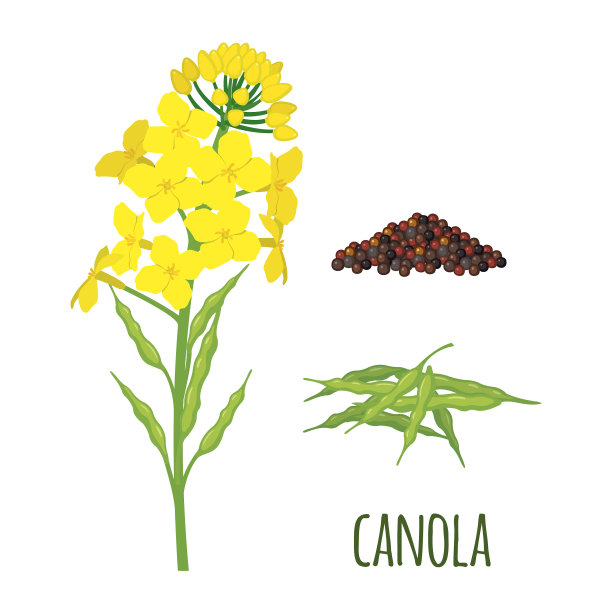 菜籽花有豆荚和种子在平坦的风格图片下载