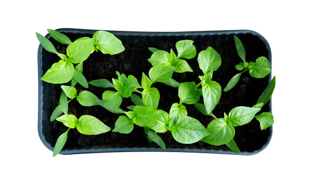 盒子里的辣椒芽图片下载