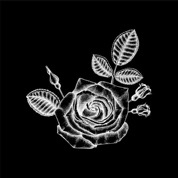 时髦的花设计白色玫瑰在黑色图片下载