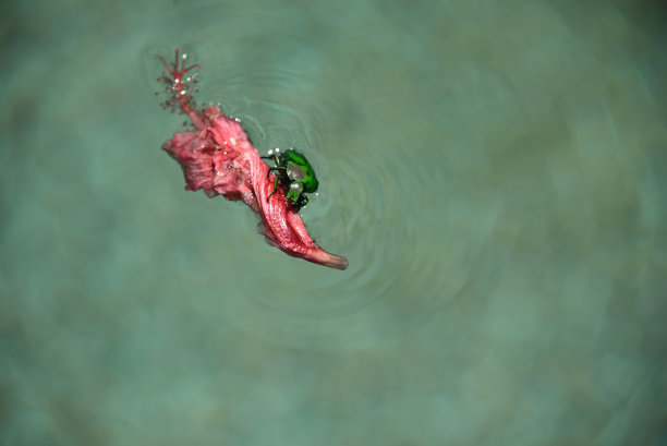 昆虫-澳大利亚-大格式的特写鹿甲虫爬出水面上浮动的花图片下载