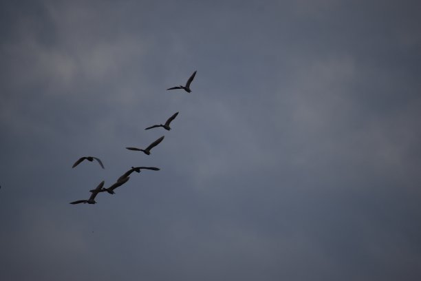 奇异鸟图片下载