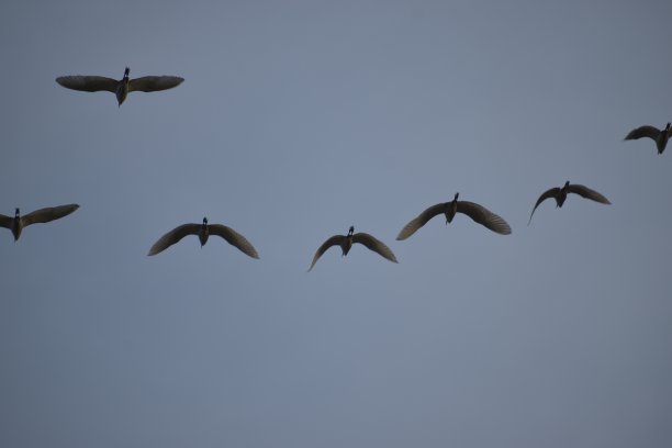 奇异鸟图片下载