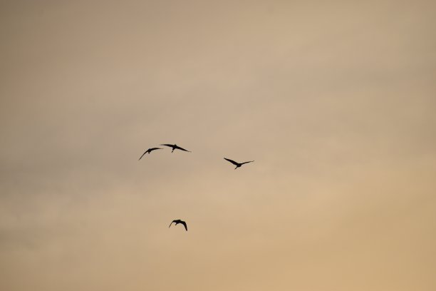 奇异鸟图片下载