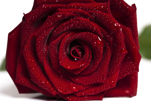 宏照片湿红玫瑰大花瓣和水滴图片下载
