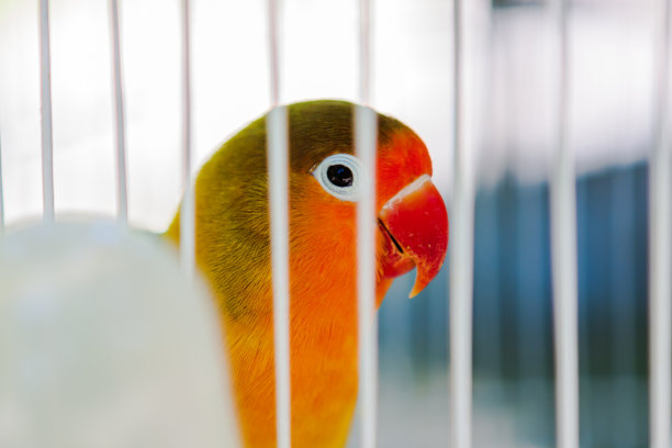 笼中的鹦鹉，笼中的鸟，鹦鹉图片下载