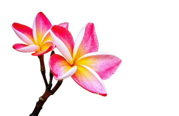 孤立的白色背景上的鸡蛋花，修剪路径。图片下载