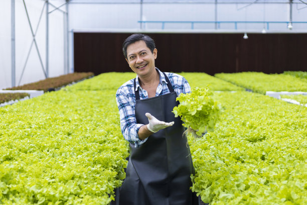 快乐的亚洲当地农民在温室种植自己的沙拉生菜，使用水培水系统的有机方法为家庭自己的业务图片下载
