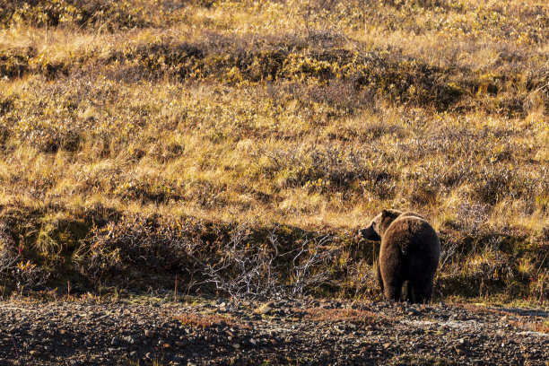 在阿拉斯加德纳里国家公园内陆苔原的自然栖息地，一只巨大的灰熊。图片下载