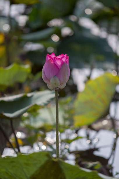 自然图片:荷花。这是美丽的花图片下载