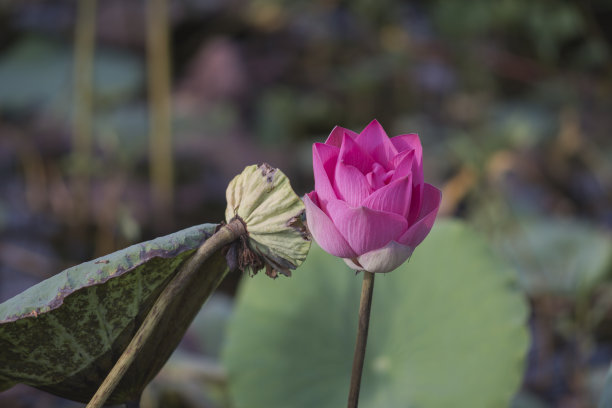 自然图片:荷花。这是美丽的花图片下载