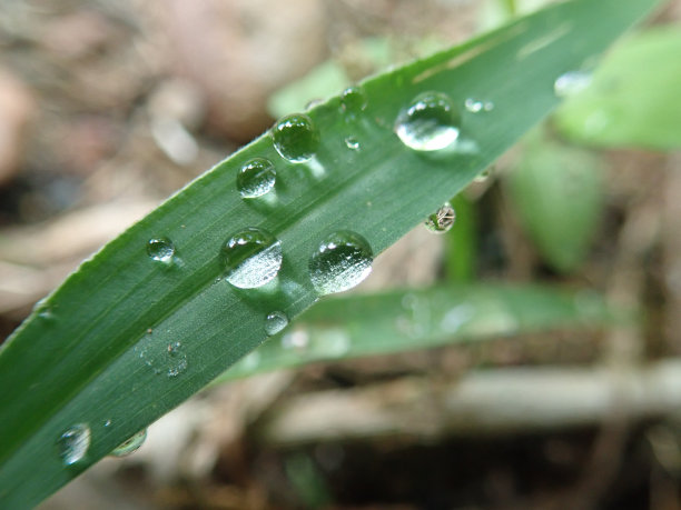 特写清晨树叶上的露珠图片下载