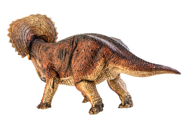 三角龙，白色背景下的恐龙。剪切路径图片下载