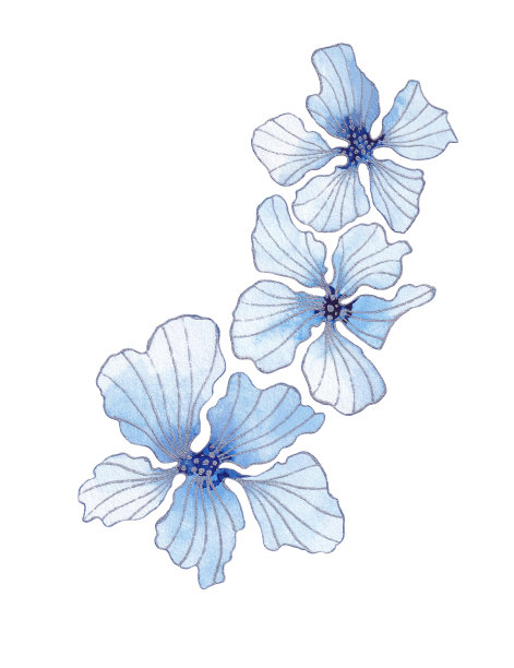 蓝色水彩花与银色的轮廓在白色的背景图片下载