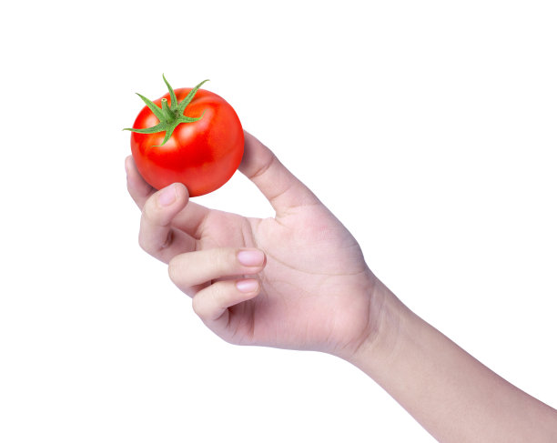 手拿鲜番茄图片下载
