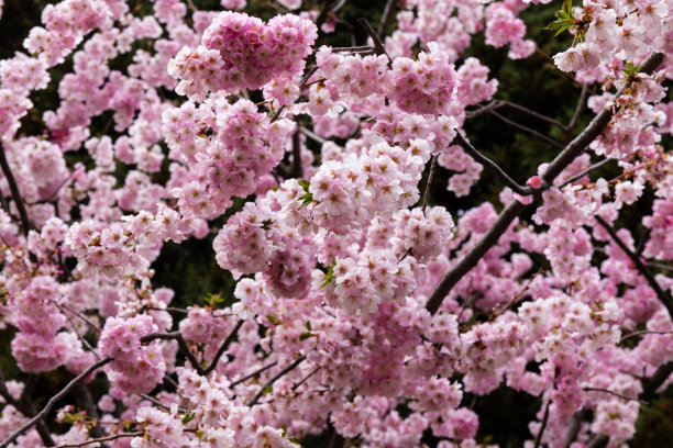 樱花，粉红色的樱花在春天的季节在公园里盛开。图片下载