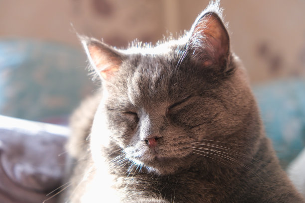 那只猫正躺在阳光下。一只猫的肖像，黄绿色。安慰,安慰,懒惰。图片下载