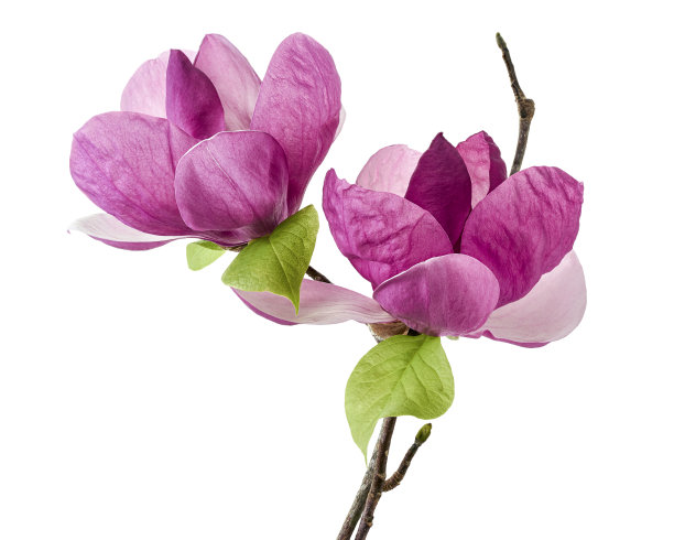 紫玉兰花，玉兰孤立在白色背景，与修剪路径图片下载