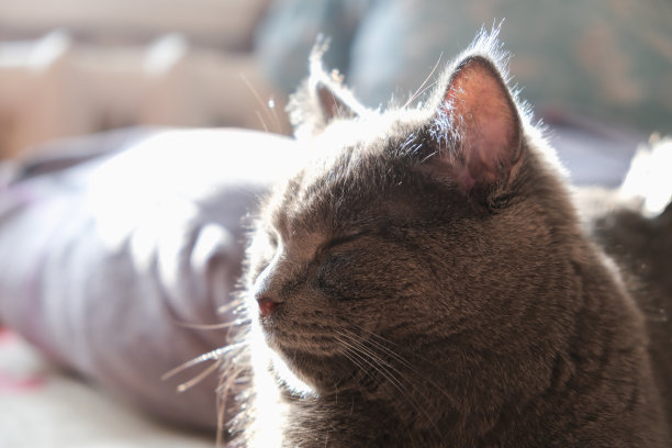 那只猫正躺在阳光下。一只猫的肖像，黄绿色。安慰,安慰,懒惰。图片下载