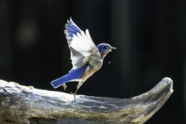 一只蓝鸟飞进了他的鸟屋。图片下载