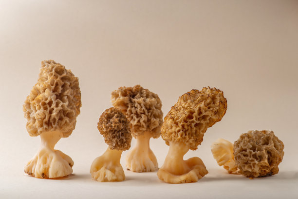 浅色背景上的食用羊肚菌，春季食用蘑菇图片下载