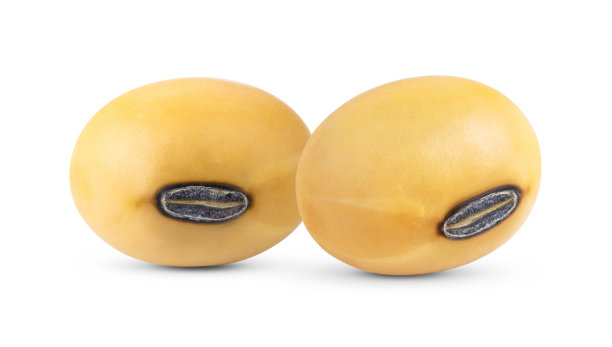 大豆种子分离在白色图片下载