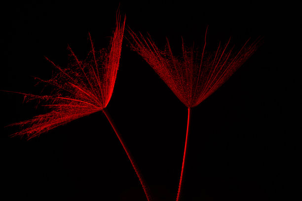 红色巨大的蒲公英或salsify种子头在黑色背景春夏背景。图片下载